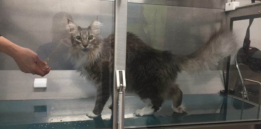 Hakka, lésion du nerf sciatique à la suite d’un Accident de la Voie Publique (AVP)