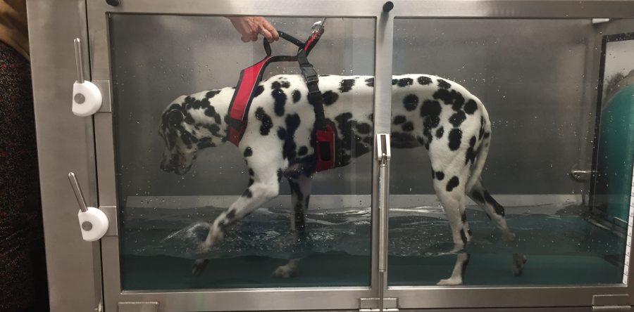 Isis, gestion d’une instabilité de l’épaule